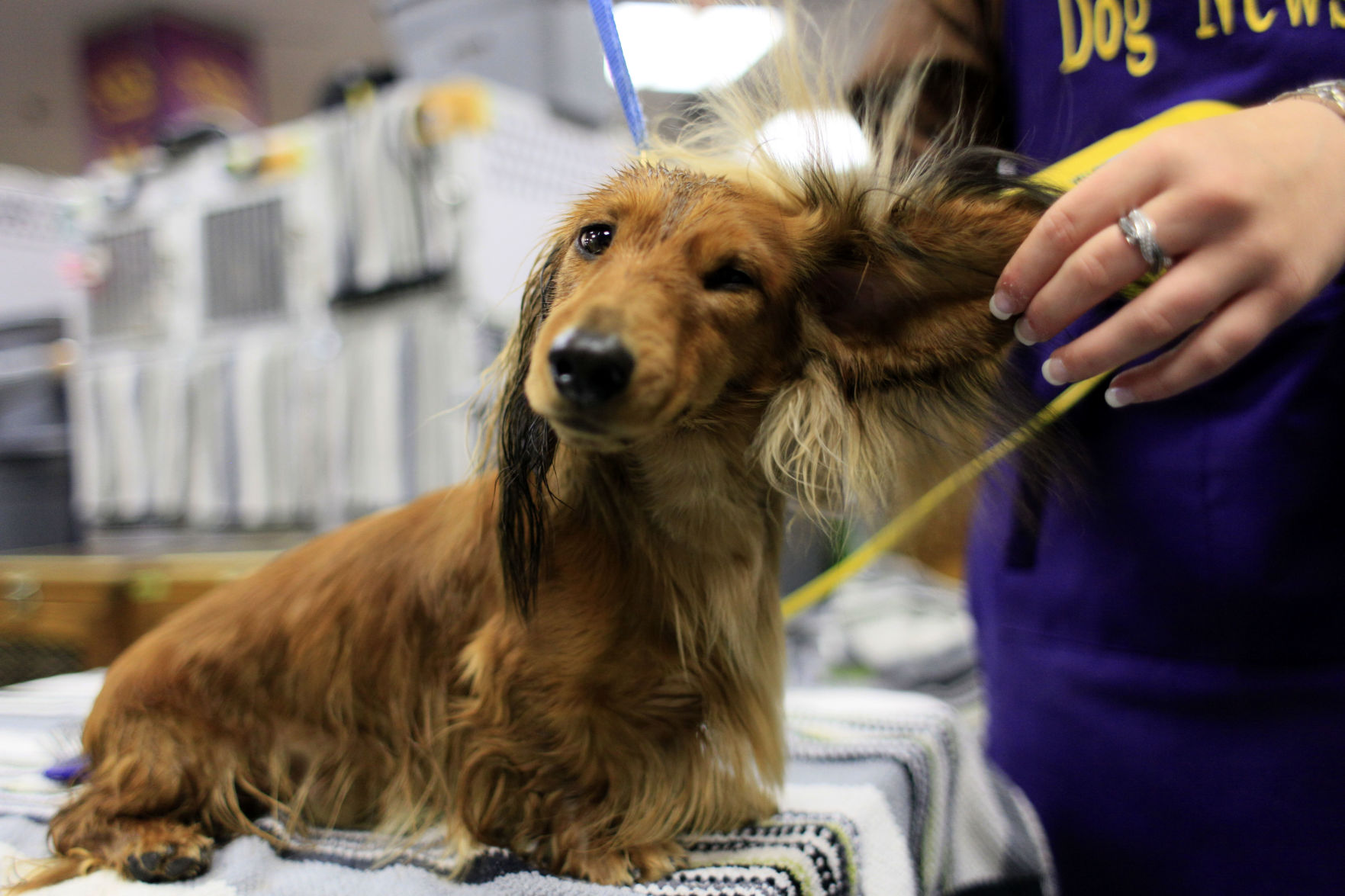 Westminster Dog Show